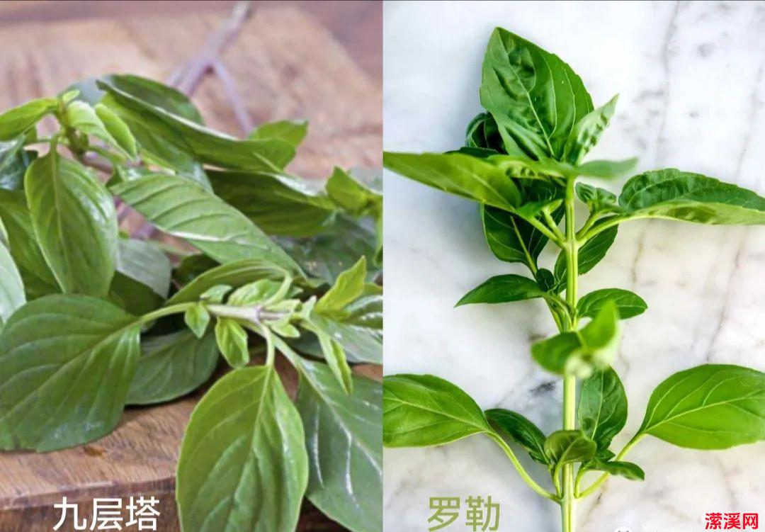 详细阅读:纯素家常菜 九层塔土豆 好味道 纯素家常菜 九层塔土豆 好味道