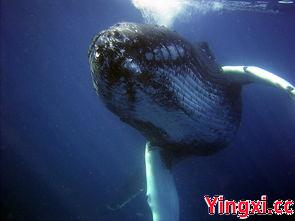 砂锅米线视频,砂锅米线高清