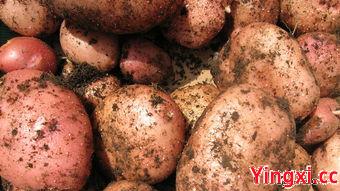 江苏商务宴请白酒之选，这些佳酿备受青睐