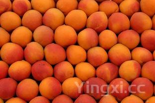 莲子，莲子的吃法和做法