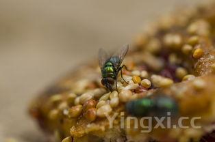 发绿豆芽的正确方法,怎样发黄豆芽在家里