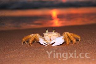 螃蟹蒸多长时间?,螃蟹蒸多长时间效果最佳