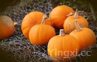 洋河52度白酒性价比究竟如何?一文带你全面剖析