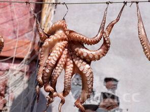 鱿鱼的做法鱼家常做法视频,鱿鱼的做法大全家常菜做法