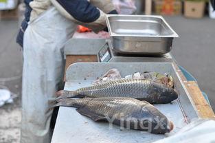 家常鲤鱼的做法大全,清炖鲤鱼做法