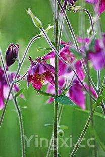 红豆的功效与作用及营养价值,红豆的功效与作用及营养价值和禁忌