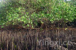 鱼籽烧豆腐的做法大全,鱼籽烧豆腐的做法