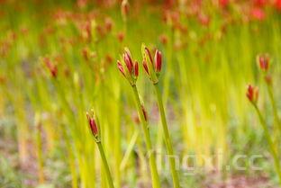正宗卤牛肉做法及配料,正宗卤牛肉配方及做法