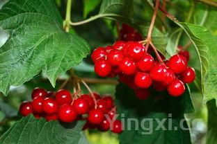 槐花治什么病效果最好,槐花能起什么作用