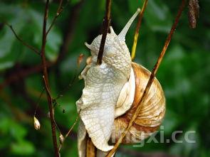 世界上最贵的螃蟹排名,世界上最贵的螃蟹叫什么名多少钱