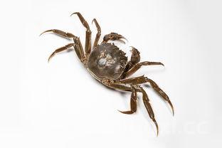 大闸蟹的做法和吃法（清蒸螃蟹怎么吃法窍门）