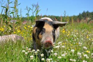 家常萝卜素馅大包子的做法,萝卜素包子简单的做法