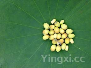 奶茶烧仙草,奶茶烧仙草的文案