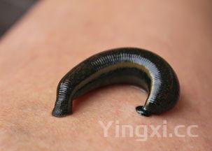 鸡蛋土豆饼的家常做法窍门,鸡蛋土豆饼的家常做法