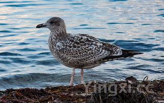 鸡蛋土豆饼的家常做法窍门,鸡蛋土豆饼的家常做法