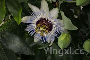 红烧海参的家常做法视频，红烧海参简单做法步骤