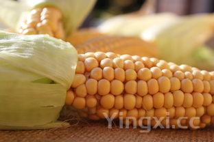 猪大肠简单家常做法,猪大肠的简单做法