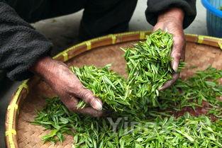 清炖羊肉汤放什么调料最佳，清炖羊肉汤的家庭做法