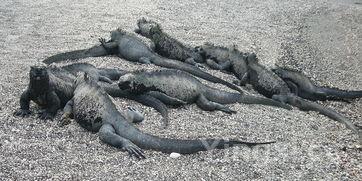 鲶鱼与塘鲺区别图片，塘鲺和鲶鱼的区别