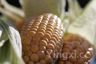 玉米虾仁饺子馅的做法大全，虾仁饺子馅的做法大全