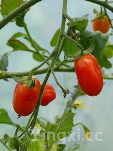 番茄鱼的做法步骤,番茄鱼的做法