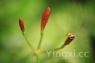 端午节手抄报怎么画英语,端午节手抄报怎么画