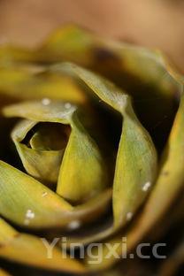 红烧茄子正确做法,红烧茄子的做法过程