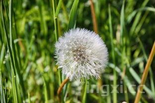红烧茄子正确做法,红烧茄子的做法过程