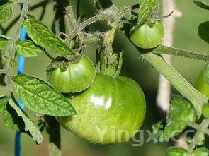 三种人不宜吃百香果,百香果伤肝还是护肝