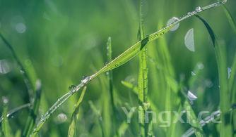 柠檬泡椒凤爪正确做法,柠檬泡椒凤爪的家常做法