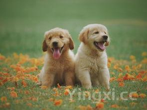 哪些白酒牌子容易上头，你知道吗？快来一起了解一下