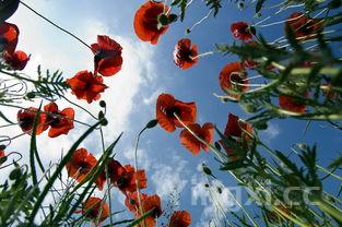 老式蛋糕的做法懒人蛋糕，老式蛋糕的做法