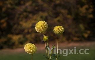 鼎香坊里脊肉饼加盟，里脊肉饼加盟