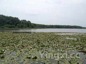 金昌鱼的功效与作用,金昌鱼