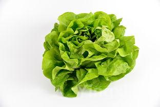 槐花用焯水吗?,槐花焯水好还是不焯水好