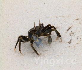 清蒸螃蟹要几分钟才能熟清蒸螃蟹的家常做法