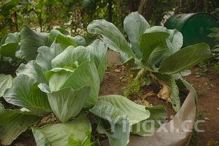 圆白菜炒饼丝的家常做法，素炒圆白菜最好吃的做法