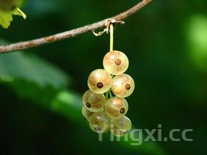 白酒如何加工出来:探秘从原料到佳酿的全过程