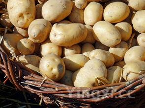 姜豆角的家常做法,姜豆角的家常做法腌制