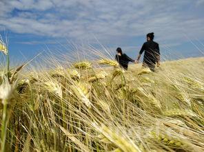 惊！京东竟有此等操作，免费送国窖白酒背后藏何玄机？