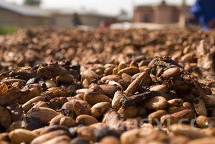 黑芝麻的功效与作用乐哈健康，黑芝麻的功效与作用吃法
