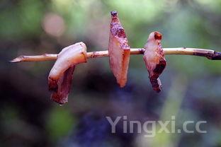 马齿苋吃了对身体有啥好处,千万别吃马齿苋