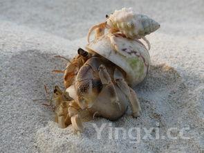 姜母鸭是寒性的吗 姜母鸭什么人不能吃姜母鸭的做法 最正宗的做法