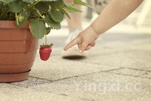 冰淇淋，冰淇淋的做法和配方