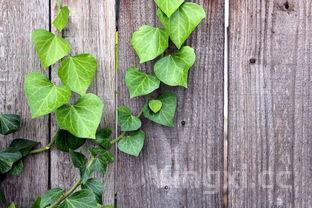 蔬菜大全500种蔬菜品种大全