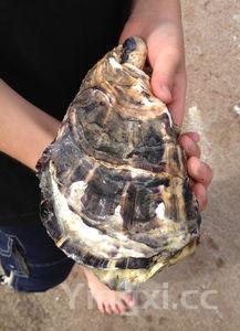 生蚝怎么处理，生蚝怎么处理干净生蚝如何撬开