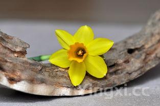 大闸蟹做法最正宗的做法,大闸蟹的做法与吃法