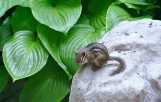 白酒怎么兑出来:探寻独特调配之法解锁别样风味