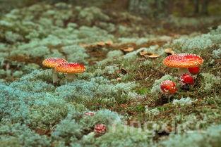 高压锅炖大骨头多长时间,高压锅炖大骨头多长时间熟