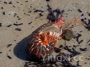 发菜是原核生物吗，发菜